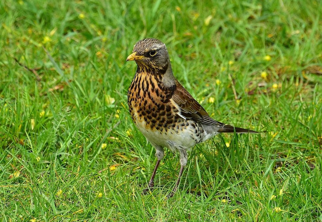 Cocoșarul, o pasăre des întâlnită iarna la noi în țară Cocoșarul, o pasăre des întâlnită iarna la noi în țară