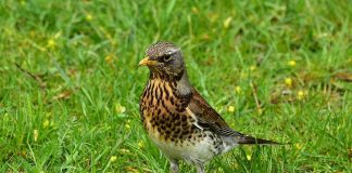 Cocoșarul, o pasăre des întâlnită iarna la noi în țară