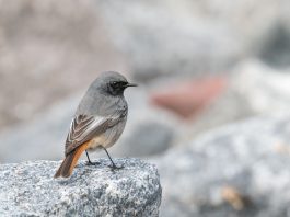 Codrosul de munte, pasăre din Munții Carpați și Lunca Dunării