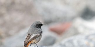 Codrosul de munte: pasărea colorată a Munților Carpați Codrosul de munte, pasăre din Munții Carpați și Lunca Dunării