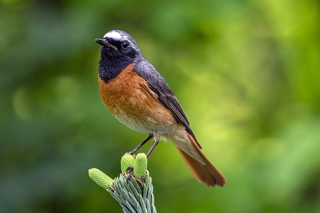 Codrosul de pădure, o pasăre migratoare din familia Turdidae Codrosul de pădure, o pasăre migratoare din familia Turdidae
