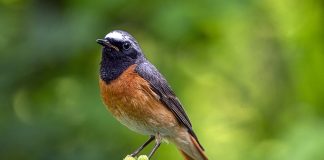 Codrosul de pădure, o pasăre migratoare din familia Turdidae