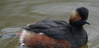 Corcodelul cu găt negru, vezi de unde și-a primit numele această pasăre acvatică