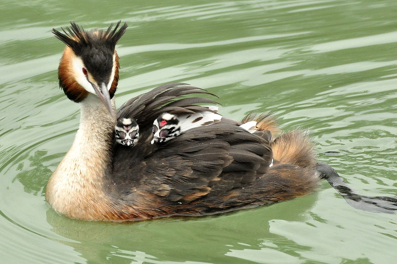 Corcodelul mare, o pasăre acvatică din familia Podicipedidae