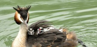 Corcodelul mare, o pasăre acvatică din familia Podicipedidae