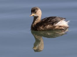 Corcodelul mic (Tachybaptus ruficollis), o pasăre migratoare din Europa, Asia și Africa