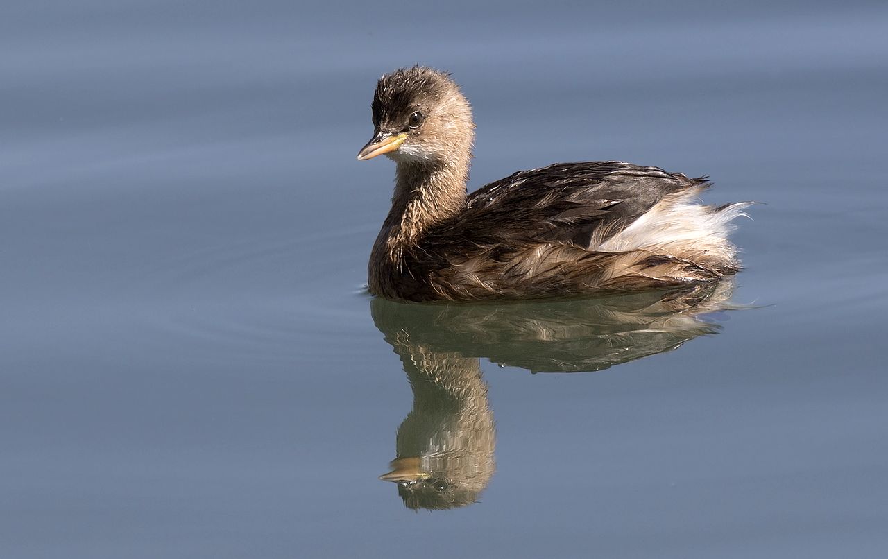 Corcodelul mic (Tachybaptus ruficollis), o pasăre migratoare din Europa, Asia și Africa