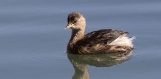 Corcodelul Mic (Tachybaptus ruficollis): păsărea migratoare din inima naturii Corcodelul mic (Tachybaptus ruficollis), o pasăre migratoare din Europa, Asia și Africa
