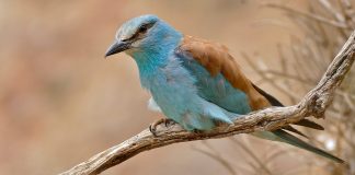 Dumbrăveanca, o pasăre arboricolă migratoare