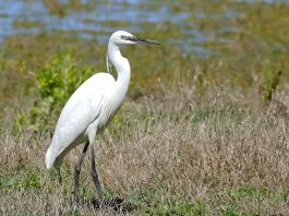 Egreta mică, o specie sud-europeană din familia Ardeidae