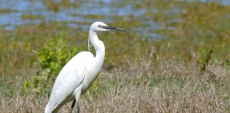 Egreta mică, o specie sud-europeană din familia Ardeidae