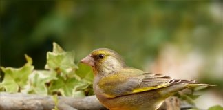 Florintele, o pasăre cântătoare care are zborul ondulat