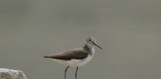 Fluierarul de zăvoi, o pasăre migratoar