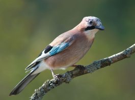 Gaița (Garrulus glandarius), o pasăre comună în țara noastră