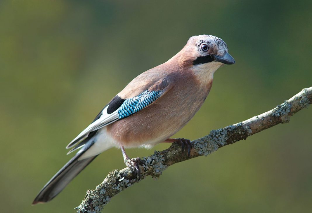 Gaița (Garrulus glandarius), o pasăre comună în țara noastră Gaița (Garrulus glandarius), o pasăre comună în țara noastră