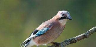 Gaița (Garrulus glandarius), o pasăre comună în țara noastră