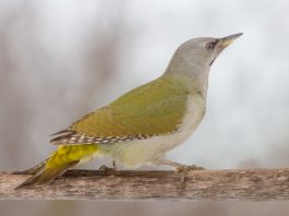 Ghionoaia sură, o pasăre sedentară care clocește în scorburile arborilor