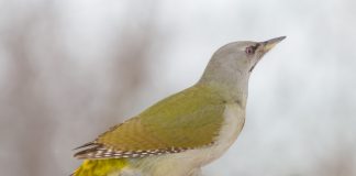 Ghionoaia sură, o pasăre sedentară care clocește în scorburile arborilor