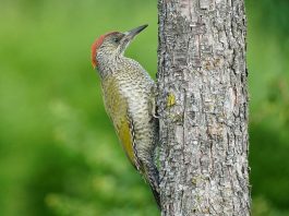 Ghionoaia verde (Picus viridis), pasăre din pădurile de foioase