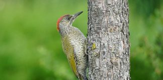 Ghionoaia verde (Picus viridis), pasăre din pădurile de foioase