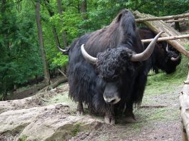 Iakul (Poephagus grunniens), numit și boul tibetan