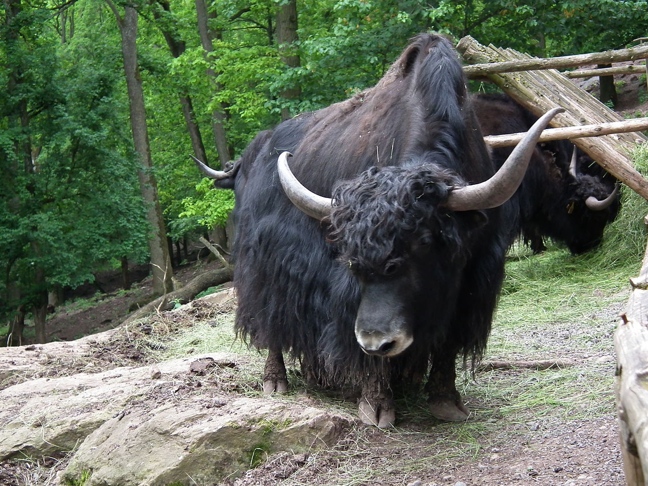 Iakul (Poephagus grunniens), numit și boul tibetan