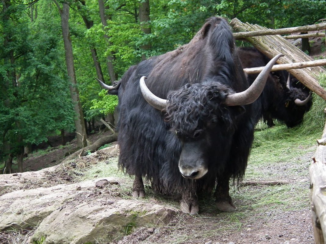 Iakul (Poephagus grunniens), numit și boul tibetan Iakul (Poephagus grunniens), numit și boul tibetan