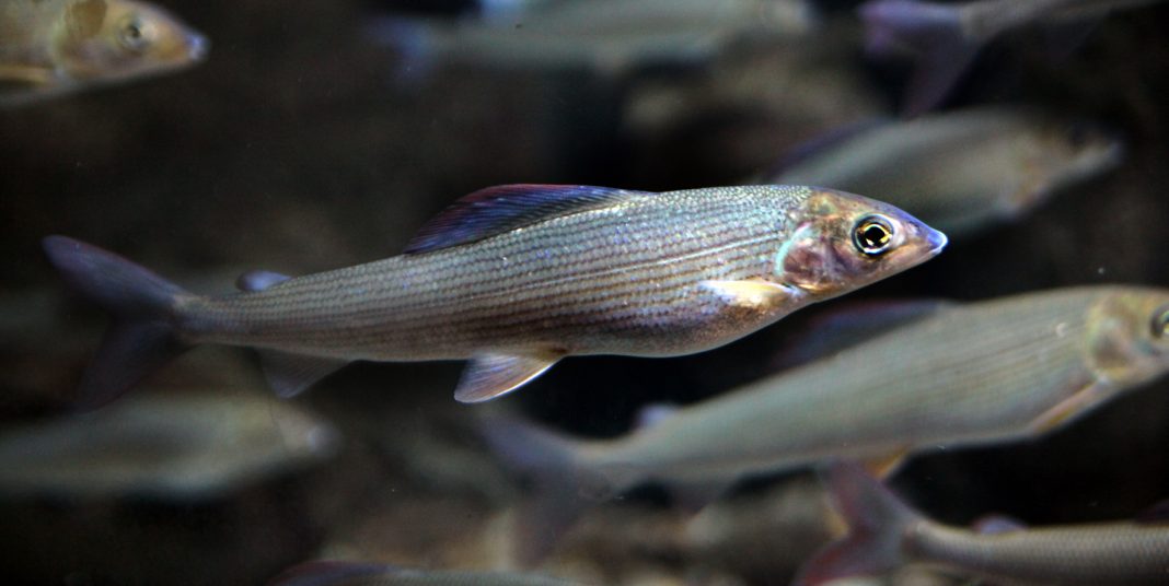 Lipanul, un pește de dimeniuni medii cu gura mică Lipanul, un pește de dimeniuni medii cu gura mică