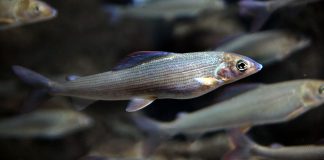 Lipanul, un pește de dimeniuni medii cu gura mică