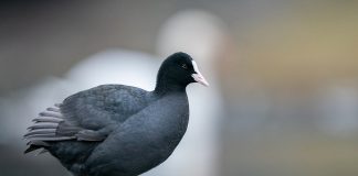 Lișița, o pasăre migratoare frecventă în țara noastră