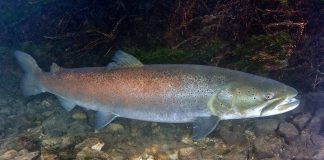 Lostrița (tigrul apelor de munte), un pește protejat prin lege