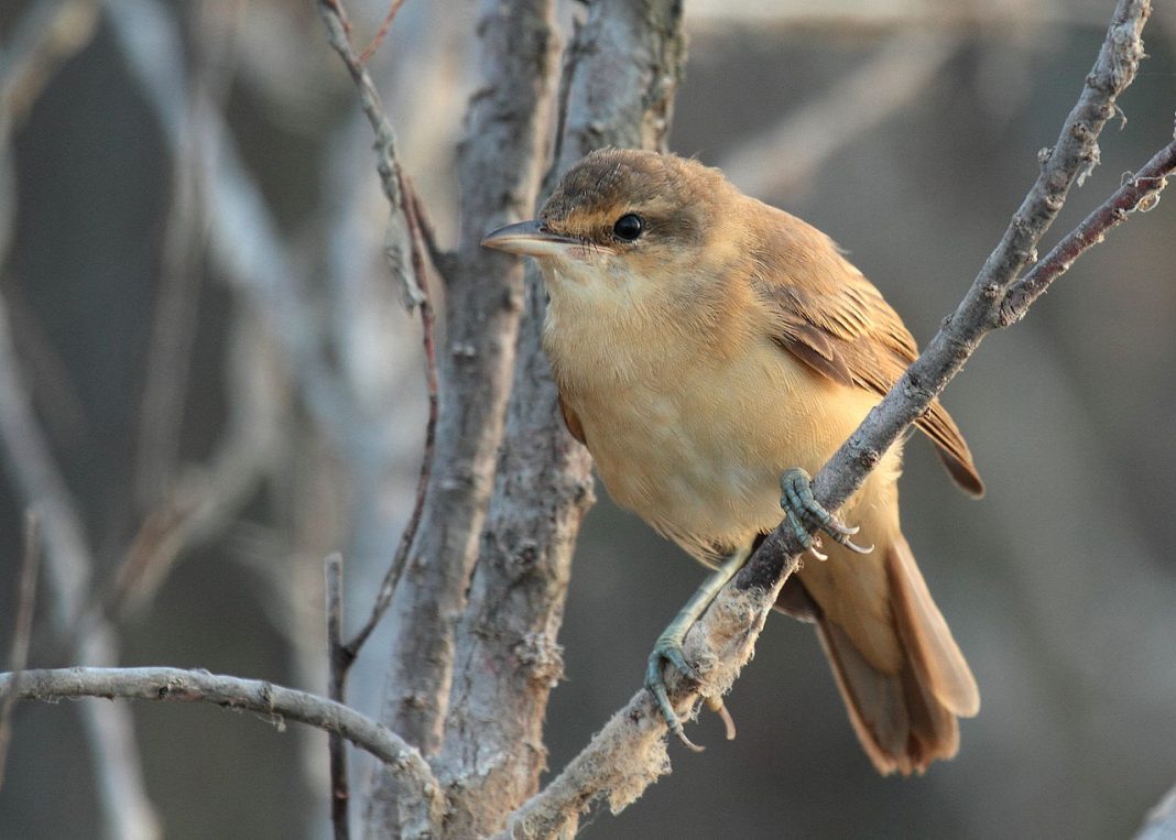 Lăcarul mare, o pasăre migratoare ce sosește în România în luna aprilie Lăcarul mare, o pasăre migratoare ce sosește în România în luna aprilie