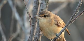 Lăcarul mare, o pasăre migratoare ce sosește în România în luna aprilie