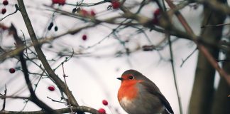 Macaleandru sau pasărea gușă-roșie, se hrănește cu insecte