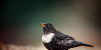 Mierla gulerată, un locuitor al zonelor stâncoase