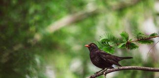 Mierla, o pasăre sedentară din România