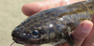 Mihaltul, un pește răpitor de apă dulce