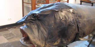 Morunul, unul dintre cei mai mari pești de apă dulce din Europa