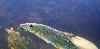 Mreana, se recunoaște prin cele 4 fire de mustăți