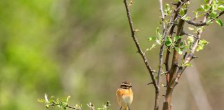 Mărăcinarul mare, o pasăre întâlnită în regiunile de șes ale Europei