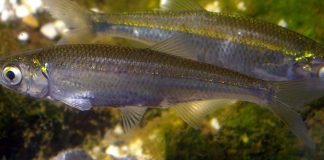 Oblete, un pește de cârd care trăiește în lacuri