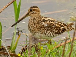 Pasărea acvatică becatina (Gallinago gallinago), are capul puțin turtit