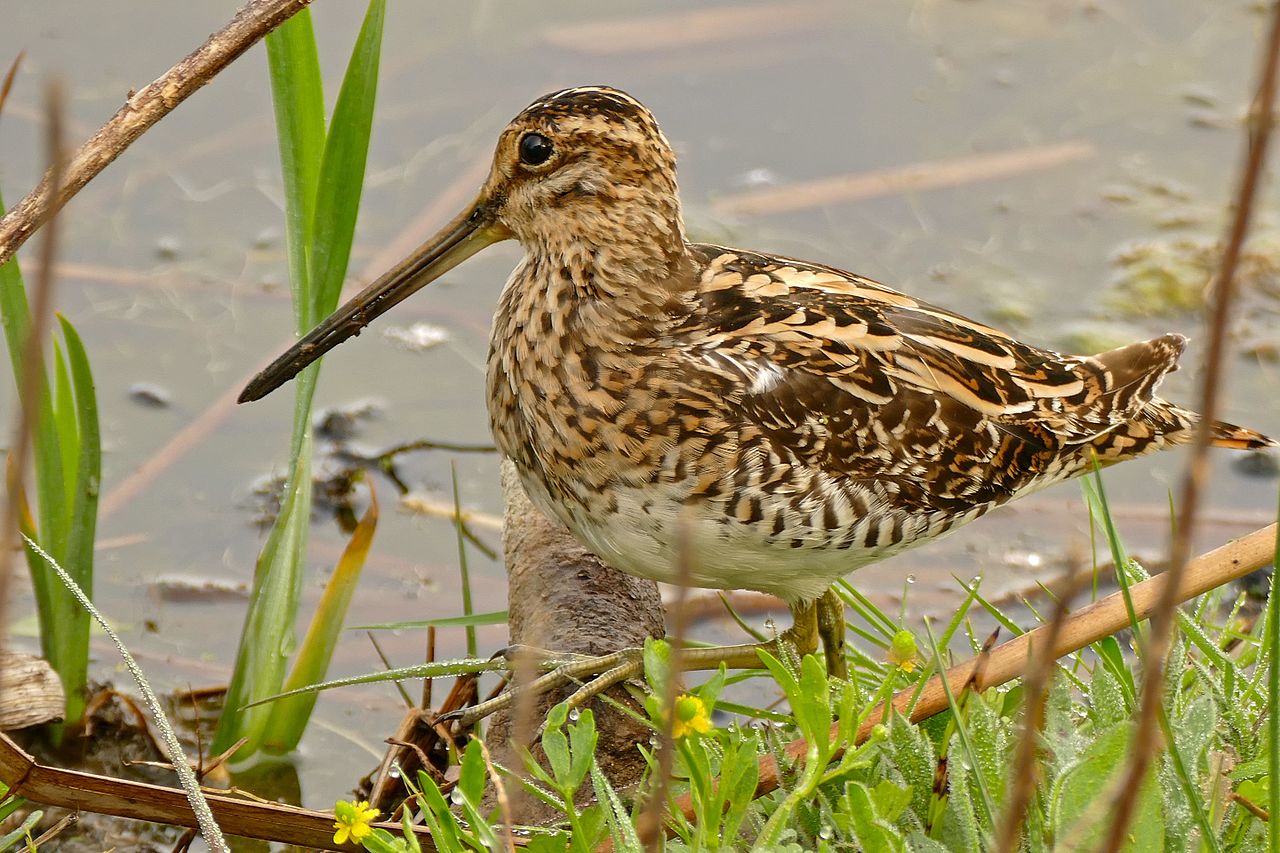 Pasărea acvatică becatina (Gallinago gallinago), are capul puțin turtit