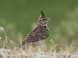 Pasărea cântătoare ciocârlanul (Galerida cristata), o pasăre sedentară