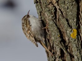 Pasărea cojoaica de pădure (Certhia familiaris), află trăsăturile acestei specii