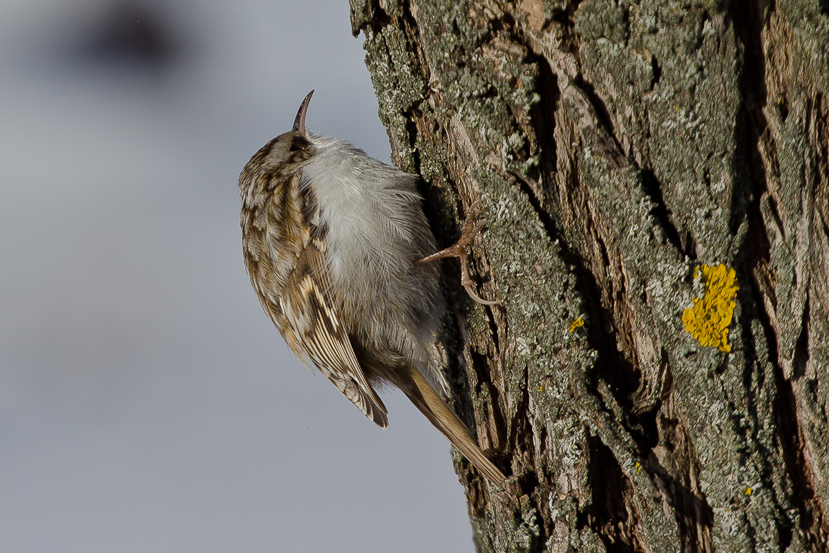 Pasărea cojoaica de pădure (Certhia familiaris), află trăsăturile acestei specii