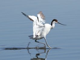 Pasărea cu cioc întors poate fi văzută vara lângă Marea Neagră