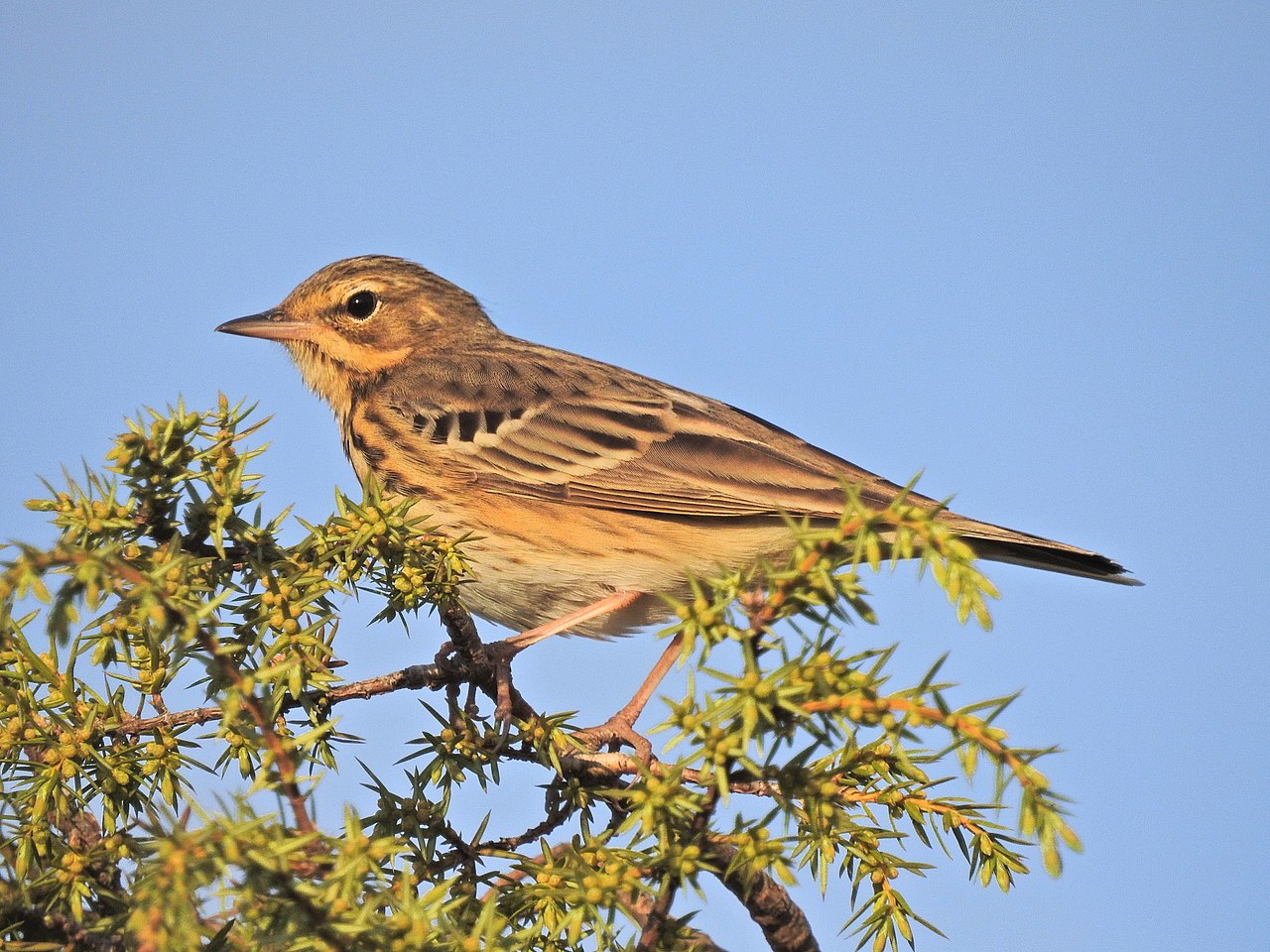 Pasărea fasa de pădure (Anthus trivialis), întâlnită și în România