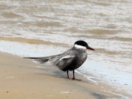 Pasărea migratoare chirichița cu obraz alb (Chlidonias hybridus)