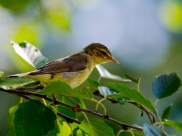 Pasărea pitulicea fluierătoare (Phylloscopus trochilus)